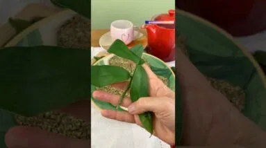 Esta planta é o segredo do PÃO MAIS SAUDÁVEL! Muitos benefícios!