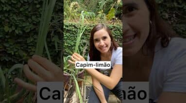 É assim que USO CAPIM LIMÃO!Os benefícios são incríveis.