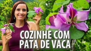 NASCE na calçada e AJUDA A DIABETES! Cozinhei com ela! Muitos BENEFÍCIOS! Ep. 5