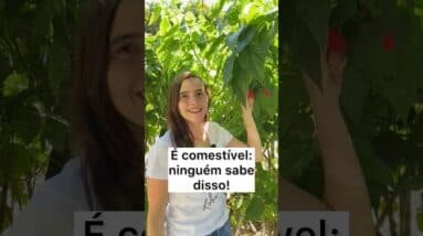 Ninguém sabe, MAS É COMESTÍVEL! É assim que USO!