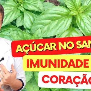 A Planta para AÇÚCAR NO SANGUE, IMUNIDADE e CORAÇÃO - Benefícios da Alfavaca, Como Tomar, Chá, Dicas