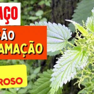 Chá para INCHAÇO, PRESSÃO e INFLAMAÇÃO - Benefícios do Chá de Urtiga, Como Usar e Dicas