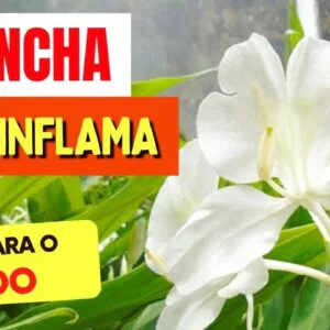 Planta para DESINCHAR, FÍGADO e DESINFLAMAR - Benefícios do Lírio-do-Brejo, Como Usar e Dicas