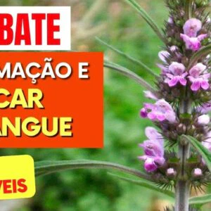 Planta para AÇÚCAR NO SANGUE, INFLAMAÇÃO, CORAÇÃO,... - Benefícios do Rubim, Como Usar e Dicas