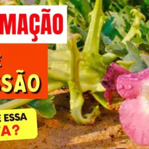 Planta para DOR, INFLAMAÇÃO, PRESSÃO e mais - Benefícios da Garra do Diabo, Como Usar e Dicas