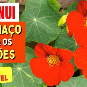 Planta para DESINCHAR, INFLAMAÇÃO, PULMÕES e mais - Benefícios da Capuchinha, Chá, Como Usar e Dicas