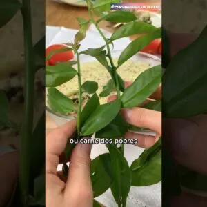 Melhor que carne! Tem tanta proteína e é tão saudável que não paro de fazer!