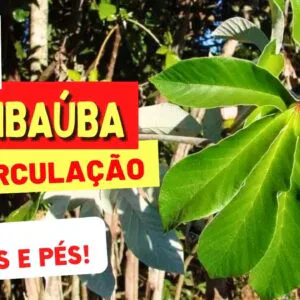 CHÁ DE EMBAÚBA para MÁ CIRCULAÇÃO nas PERNAS E PÉS - Use Assim!